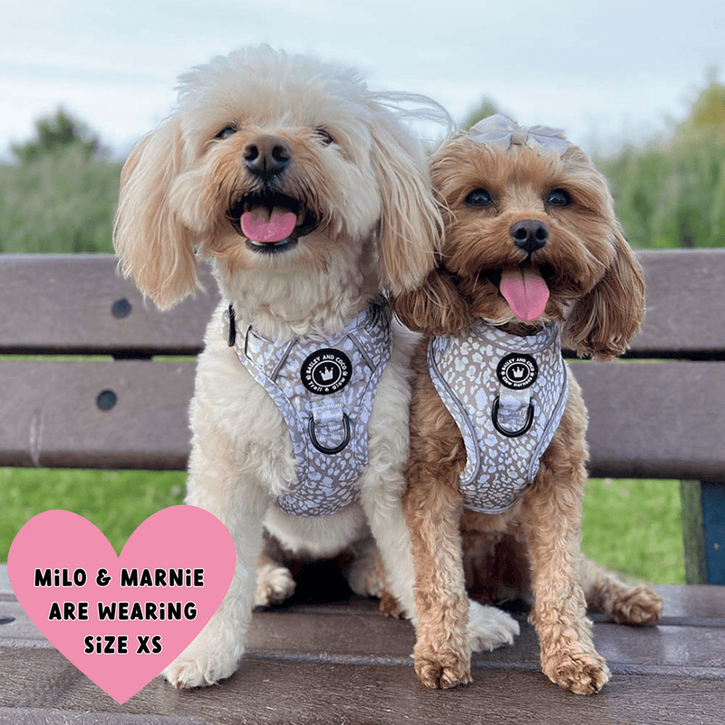 small dog wearing harness