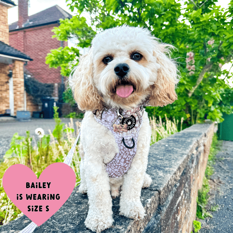white dog wearing a harness