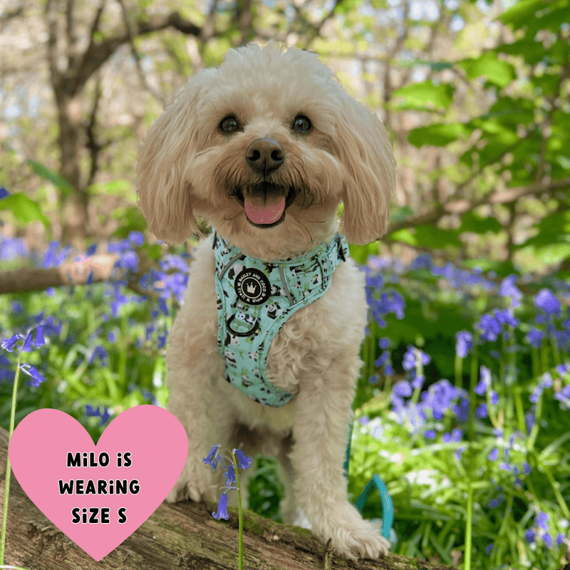 white dog wearing a harness