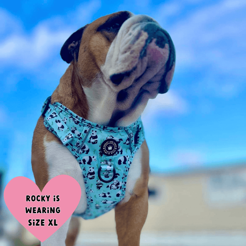 english bull terrier harness