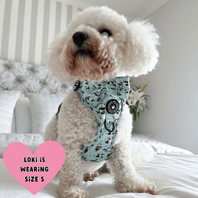 maltichon harness