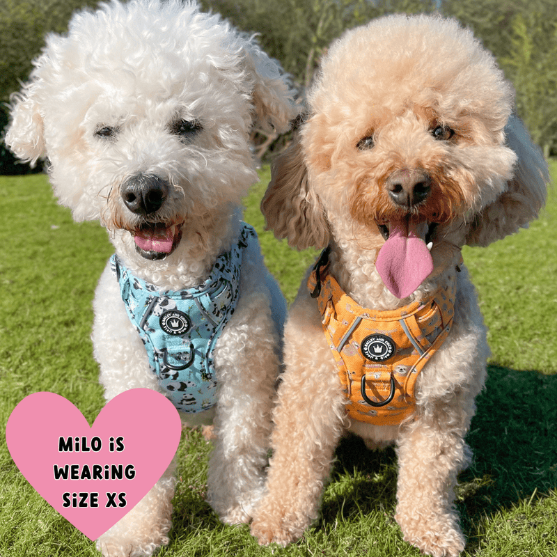 small dog wearing harness