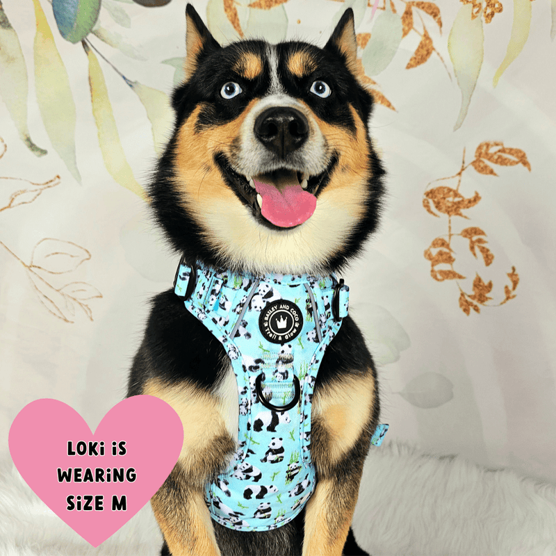 maltichon harness