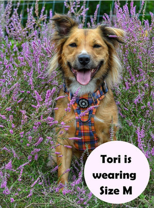 large dog wearing herness