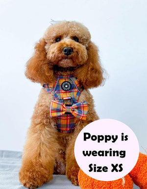 best dog harness for a cockapoo