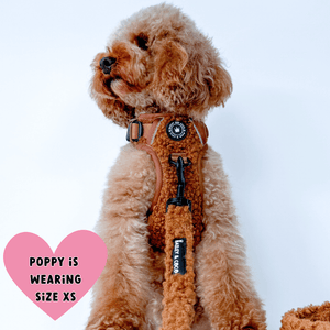 cockapoo harness and lead