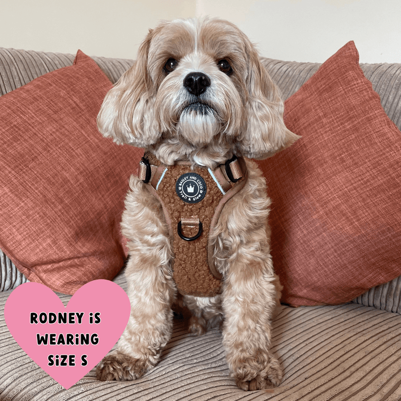 best dog harness for cavapoo