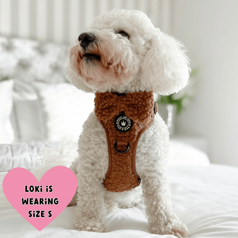 maltichon harness