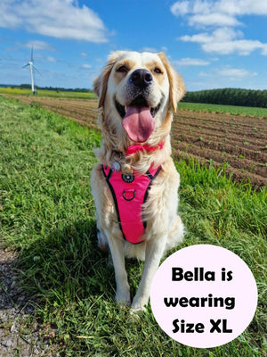 best dog harness for golden retriever