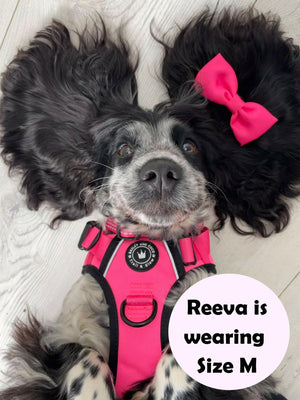 black dog wearing harness