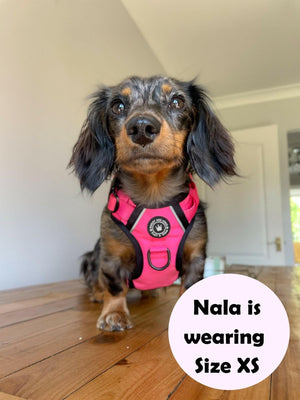 best harness for miniature dachshund uk