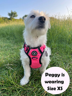 white dog wearing a harness