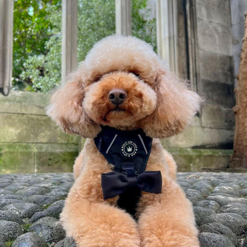 best cockapoo harness