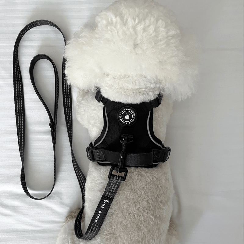 Trail & Glow® Dog Harness - The Jet Black One - Bailey and Coco (UK)
