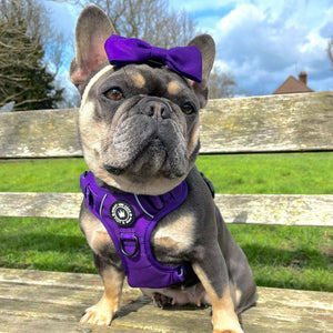 frenchie dog harness