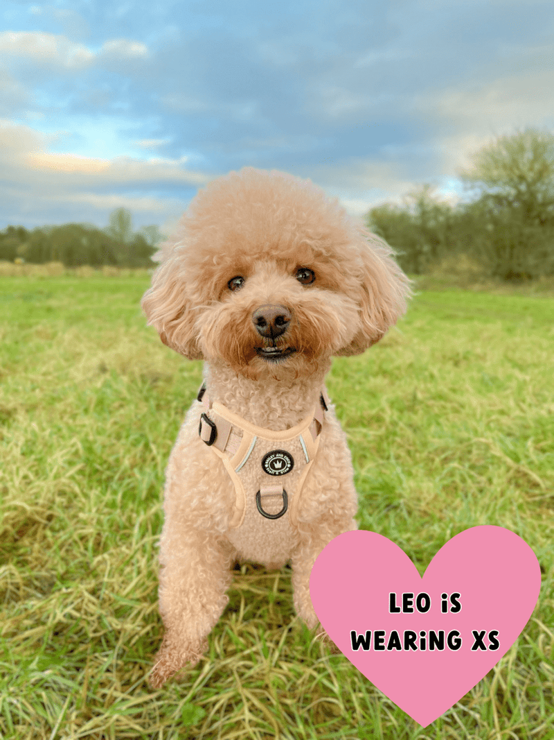 Trail & Glow® Dog Harness - Vanilla Teddy - Bailey and Coco (UK)