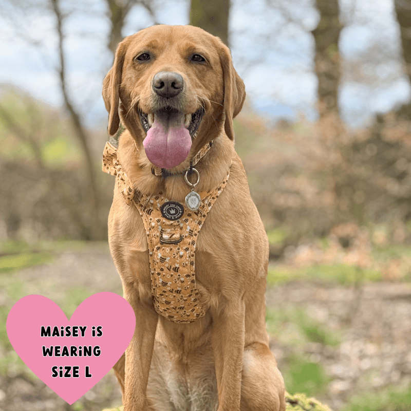 Trail & Glow® Dog Harness - Wanna - Bee - Bailey and Coco (UK)