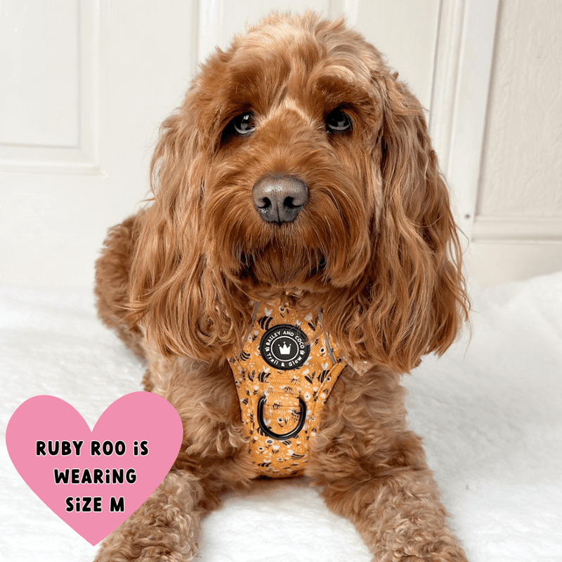Trail & Glow® Dog Harness - Wanna - Bee - Bailey and Coco (UK)