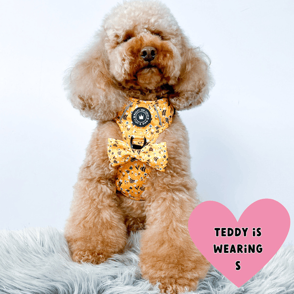 Trail & Glow® Dog Harness - Wanna-Bee - alternate view