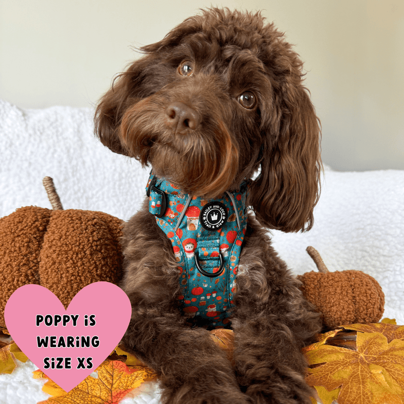 best cockapoo harness
