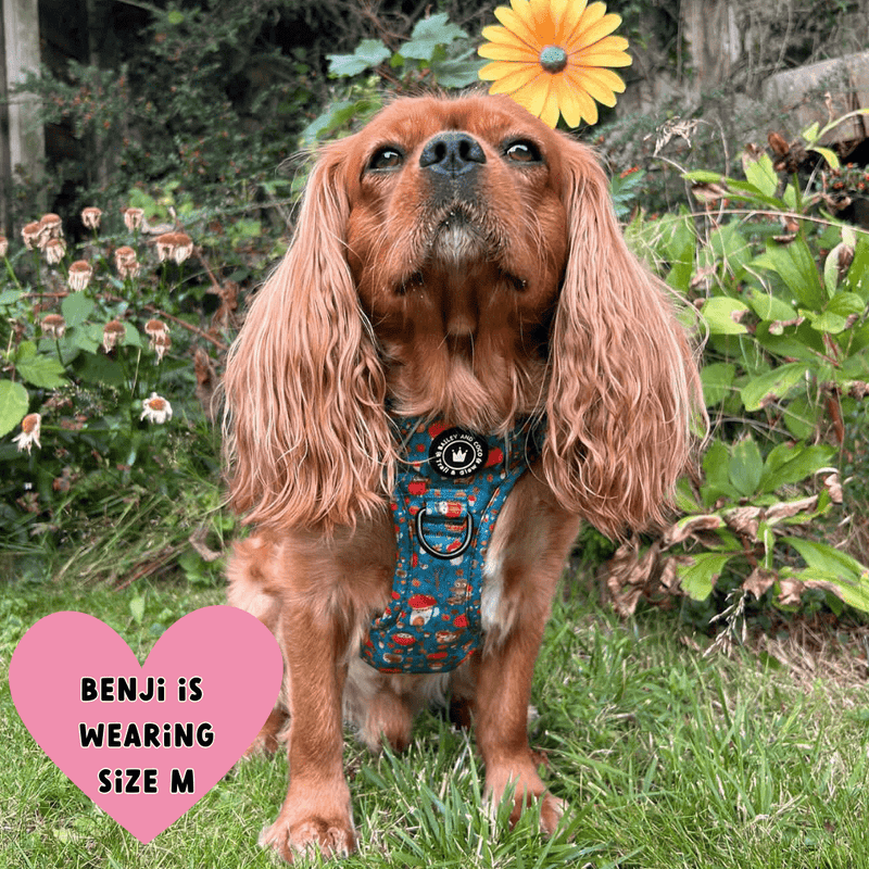 small dog wearing harness