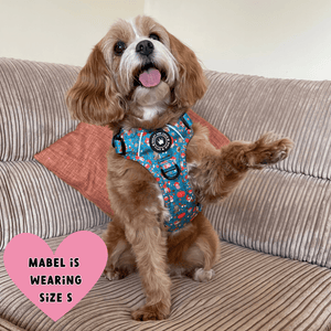best dog harness cockapoo