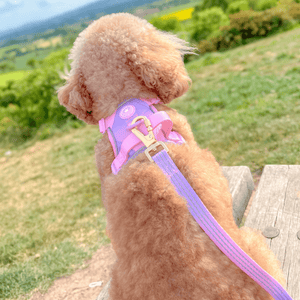 Trail & Glow® Dog Lead 5ft - COLOUR DROPS® - Love that for you - Bailey and Coco (UK)