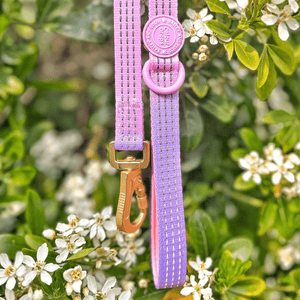 Trail & Glow® Dog Lead 5ft - COLOUR DROPS® - Love that for you - Bailey and Coco (UK)