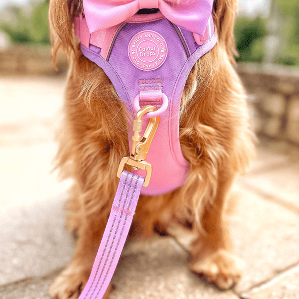 Trail & Glow® Dog Lead 5ft - COLOUR DROPS® - Love that for you - alternate view