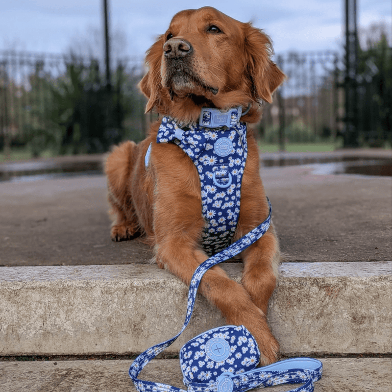 Trail & Glow Dog Lead 5ft - Colour Drops - Loves me, Loves me not - Bailey and Coco (UK)