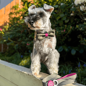 Trail & Glow® Dog Lead 5ft - COLOUR DROPS® - Olive it Hot - Bailey and Coco (UK)