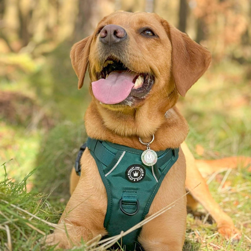 best harness for a golden retriever