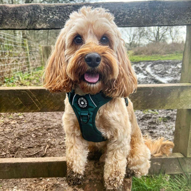 best dog harness cockapoo