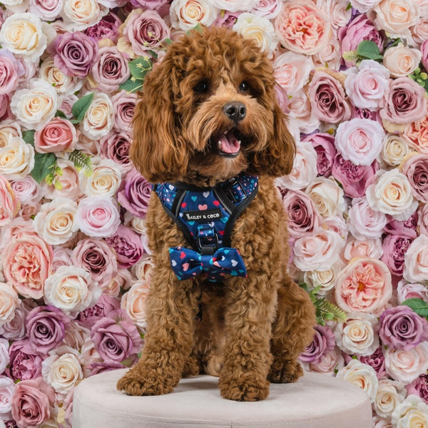 Trail & Glow® Harness Bundle Set - All You Need Is Love - alternate view