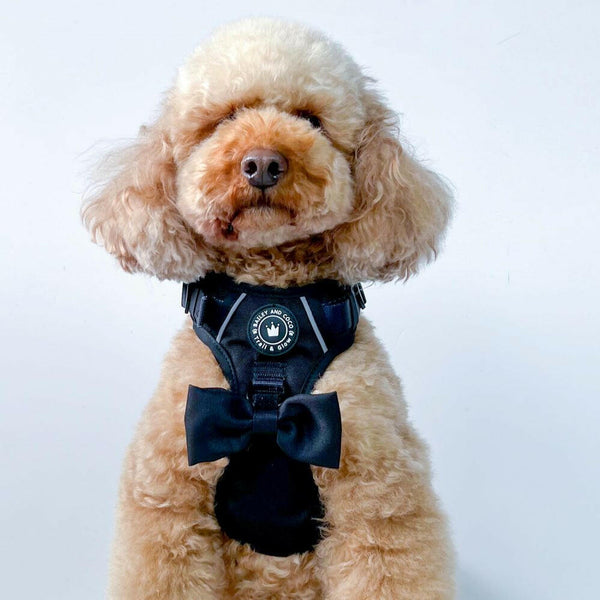 Trail & Glow® Harness Bundle Set - The Jet Black One - alternate view