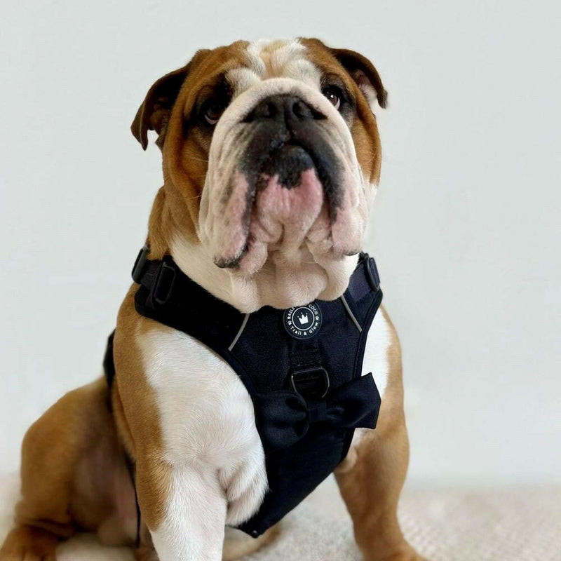 Trail & Glow® Harness Bundle Set - The Jet Black One - Bailey and Coco (UK)