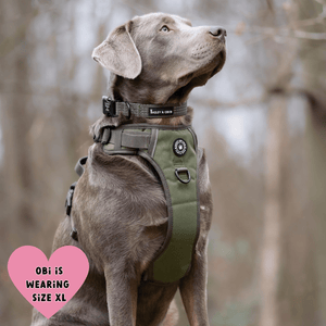 Trail & Glow® Harness Bundle Set - The Khaki One - Bailey and Coco (UK)