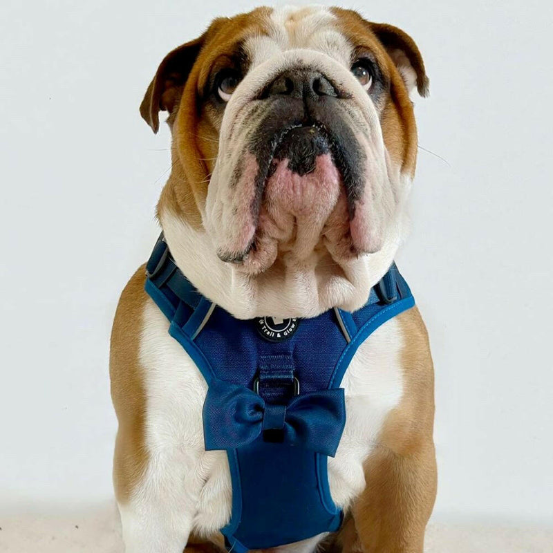 english bull terrier harness