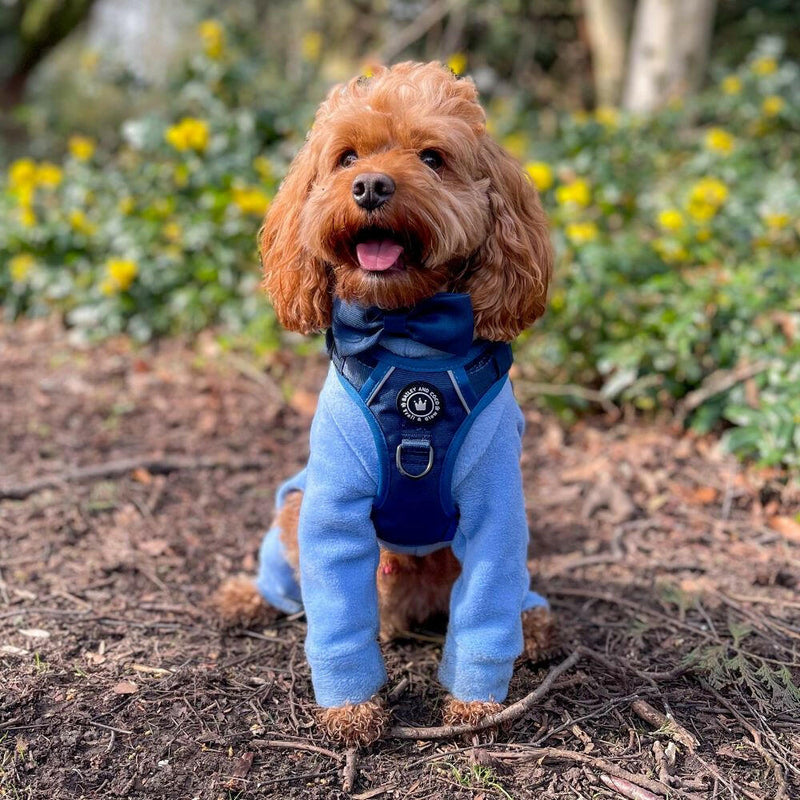 small dog wearing harness