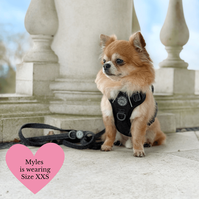 Trail & Glow Lightweight Mini Dog Lead 5ft - Colour Drops - Charcoal Tweed - Bailey and Coco (UK)