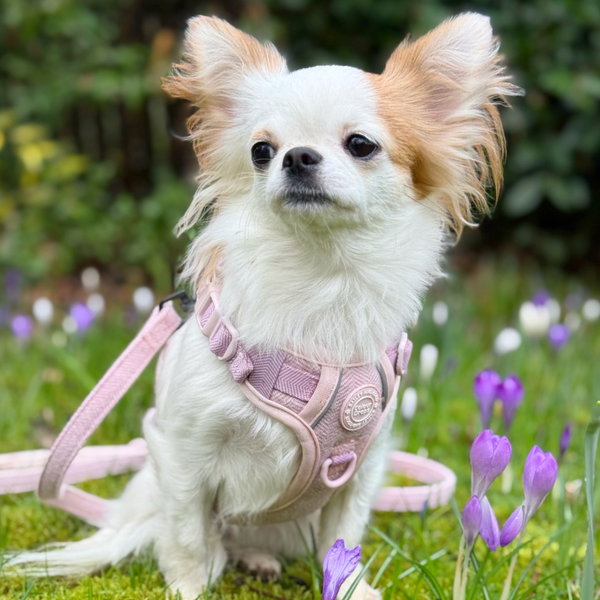 Trail & Glow Lightweight Mini Dog Lead 5ft - Colour Drops - Lavender Tweed - alternate view