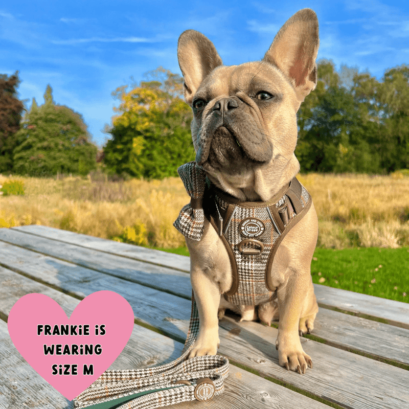 Trail & Glow Tweed Dog Harness - Colour Drops - Heritage Plaid - Bailey and Coco (UK)