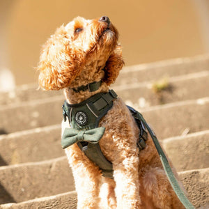 best harness for a cavapoo