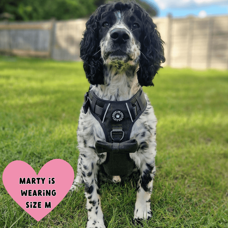 best harness for sprocker spaniel