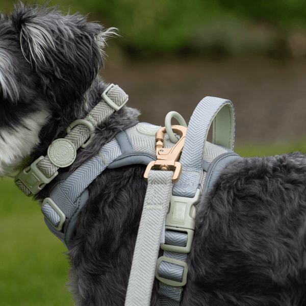 Trail & Glow Tweed Dog Harness & Lead Set - Colour Drops - Sage Tweed - Bailey and Coco (UK)