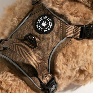 best harness for cavapoo