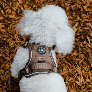 poochon dog harness