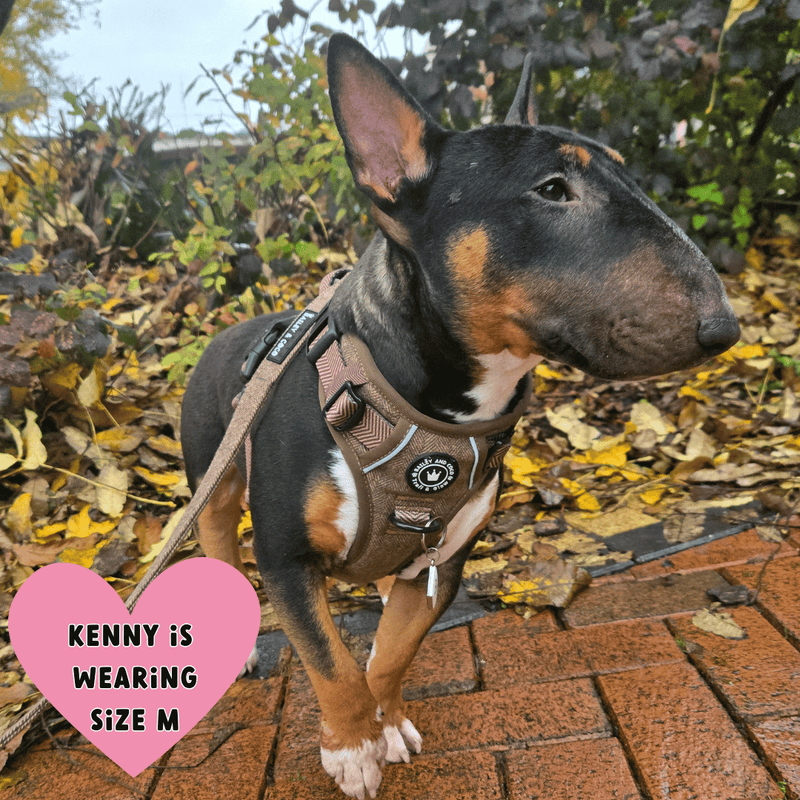 english bull terrier harness