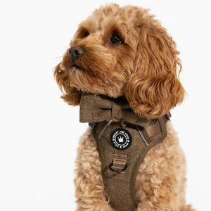 best harness for cavapoo