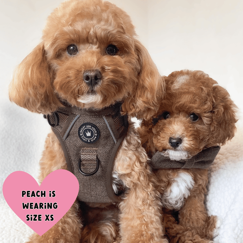 toy poodle harness